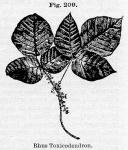 Fig. 209. Rhus toxicodendron.