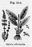 Fig. 214. Salvia officinalis.