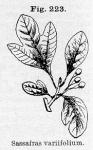 Fig. 223. Sassafras variifolium.