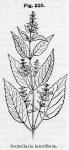 Fig. 225. Scutellaria lateriflora.