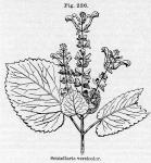 Fig. 226. Scutellaria versicolor.