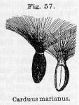 Fig. 57. Carduus marianus.