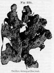 Fig. 221. Smilax sarsaparilla root.