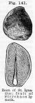 Fig. 141. Bean of St. Ignatius; fruit of Strychnos Ignatia.