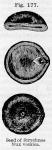 Fig. 177. Seed of Strychnos Nux vomica.