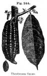 Fig. 244. Theobroma Cacao.