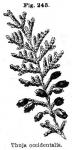 Fig. 245. Thuja occidentalis.