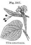 Fig. 247. Tilia americana.