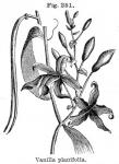 Fig. 251. Vanilla planifolia.