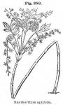 Fig. 256. Xanthorrhiza apiifolia.