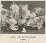 Bild: Allium Sativum 1