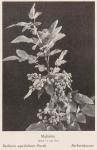 Bild: Berberis Aquifolium 1
