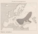 Karte: Adonis Vernalis