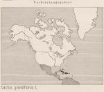 Karte: Cactus Grandiflorus