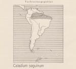 Karte: Caladium Seguinum