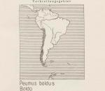 Karte: Peumus Boldus