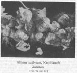 Photo 026. Allium sativum, Knoblauch.