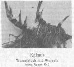 Photo 096. Kalmus, Wurzelstock mit Wurzeln.
