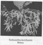 Photo 140. Schneeflockenbaum.