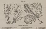 Fig. 146. Esculent Sea Weeds.