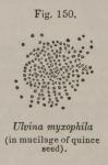 Fig. 150. Ulvina myxophila.