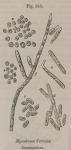 Fig. 183. Mycoderma Cervisiae, Desmazieres.