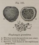Fig. 185. Elaphomyces granulatus.