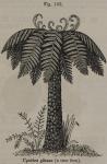 Fig. 195. Cyathea glauca (a tree fern).