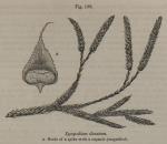 Fig. 198. Lycopodium clavatum.