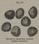 Fig. 199. Sporules of Lycopodium clavatum.
