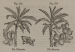 Fig. 222. The Plantain. Fig. 223. The Banana.