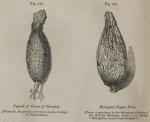 Fig. 240-241. Capsule of Grain of Paradise. Malagu...