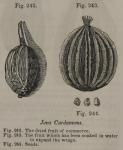 Fig. 242-244. Java Cardamoms.
