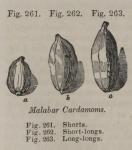 Fig. 261-263. Malabar Cardamoms.