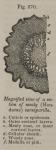 Fig. 270. Magnified view of a section of mealy (Ho...