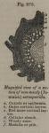 Fig. 275. Magnified view of a section of non-mealy...