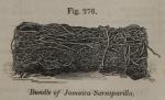 Fig. 276. Bundle of Jamaica Sarsaparilla.