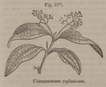 Fig. 297. Cinnamomum zeylanicum.