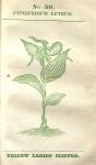 No. 30. Cypripedium luteum.