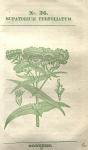 No. 36. Eupatorium perfoliatum.