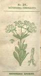No. 37. Euphorbia corollata.