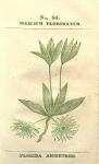 No. 54. Illicium floridanum.