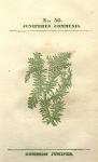 No. 56. Juniperus communis.