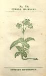No. 79. Pyrola maculata.