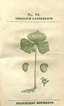 No. 91. Trillium latifolium.