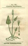 No. 93. Unisema deltifolia.