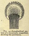 Fig. 4. Longitudinal section of a receptacle.