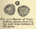 Fig. 11. Spores of Lycopodium.