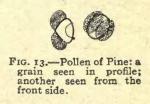 Fig. 13. Pollen of Pine.