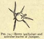 Fig. 14. Berry (galbulus) and acicular leaves of J...